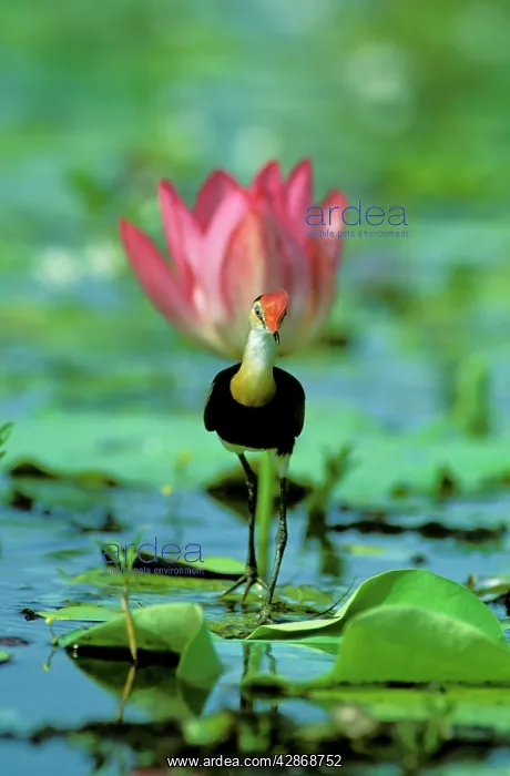 : Comb-crested Jacana / Lotusbird - On lily : Comb-crested Jacana / Lotusbird - On lily