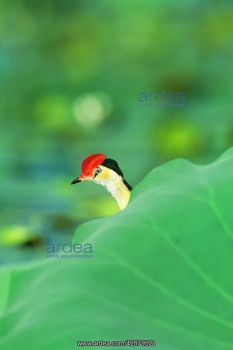 : Comb-crested JACANA / Lotusbird / Lily Hopper - : Comb-crested JACANA / Lotusbird / Lily Hopper -