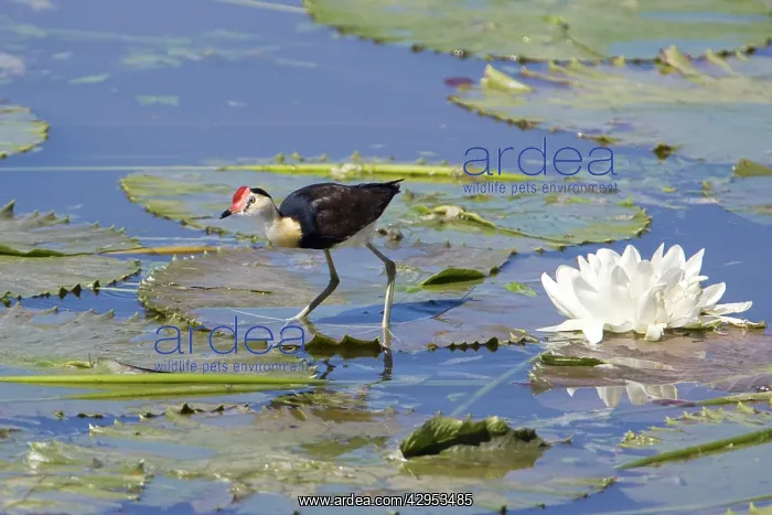 : Comb-crested Jacana / Lotusbird / Lilytrotter : Comb-crested Jacana / Lotusbird / Lilytrotter