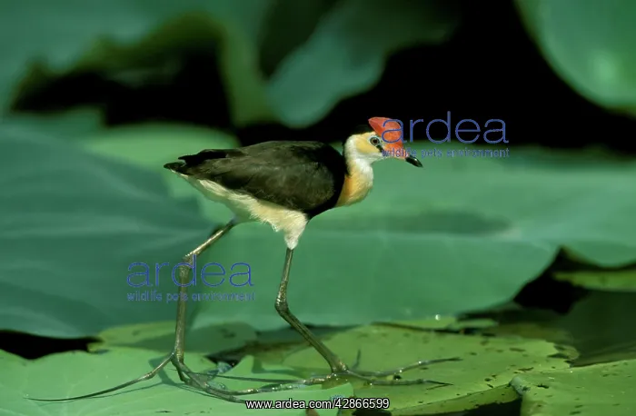: Comb-crested Jacana / Lotusbird - Standing on lilly : Comb-crested Jacana / Lotusbird - Standing on lilly