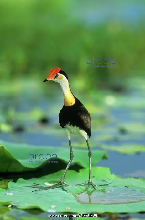 : Comb-crested Jacanna : Comb-crested Jacanna