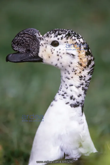 : Comb Duck (Sarkidiornis melanotos) : Comb Duck (Sarkidiornis melanotos)