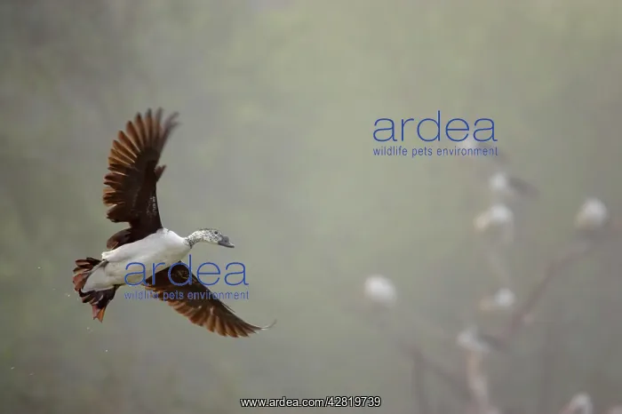 : Comb Duck - coming in to land : Comb Duck - coming in to land