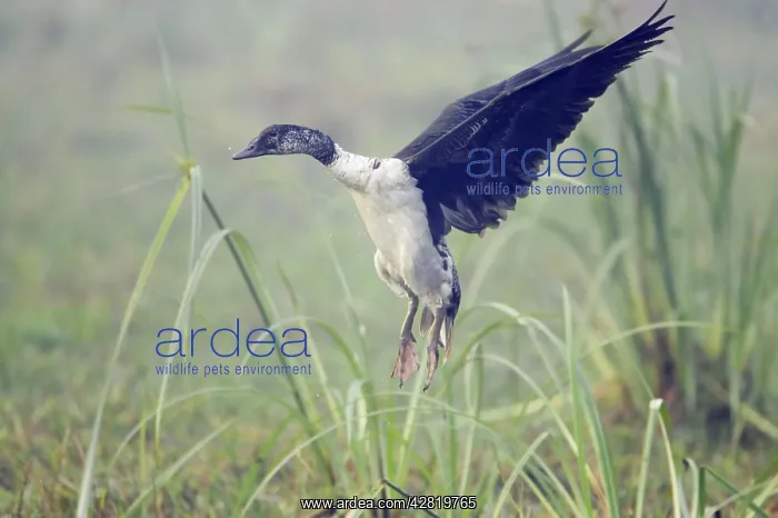 : Comb Duck - coming in to land : Comb Duck - coming in to land