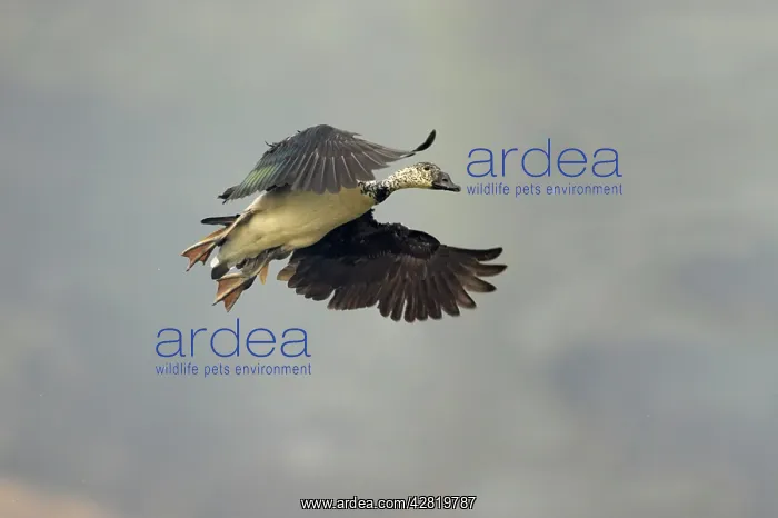 : Comb Duck - coming in to land : Comb Duck - coming in to land