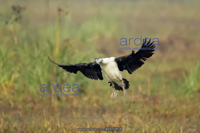 : Comb Duck - coming in to land : Comb Duck - coming in to land