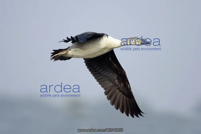 : Comb Duck - coming in to land : Comb Duck - coming in to land