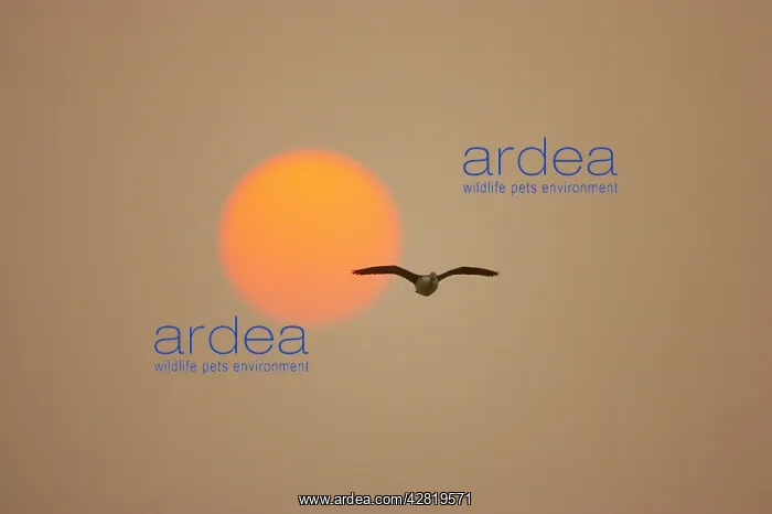 : Comb Duck - in flight against setting sun : Comb Duck - in flight against setting sun