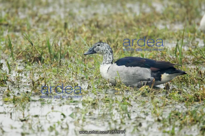 : Comb Duck - Keoladeo Ghana National Park : Comb Duck - Keoladeo Ghana National Park