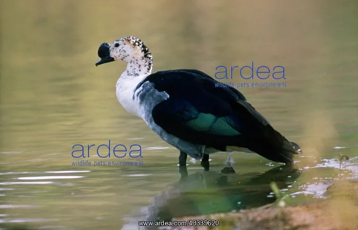: Comb Duck / Knob-billed Goose - male : Comb Duck / Knob-billed Goose - male