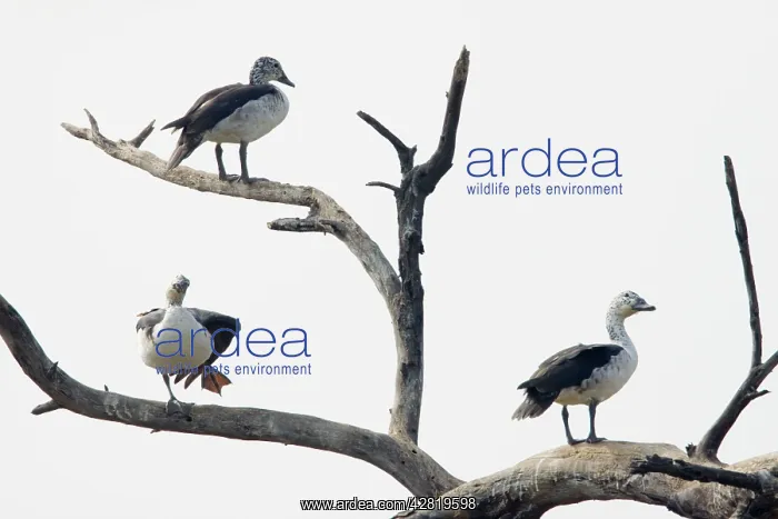 : Comb Duck - roosting in dead tree : Comb Duck - roosting in dead tree