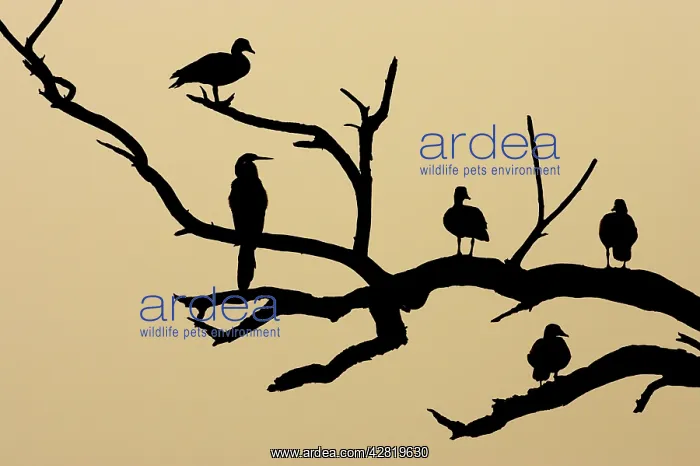 : Comb Duck - silhouette of birds roosting in dead tree : Comb Duck - silhouette of birds roosting in dead tree
