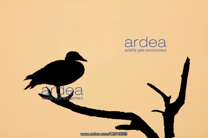 : Comb Duck - silhouette of birds roosting in dead tree : Comb Duck - silhouette of birds roosting in dead tree