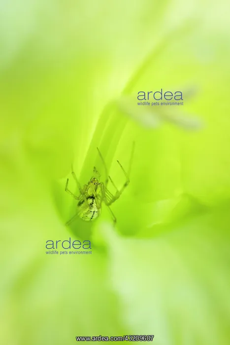 : Comb-footed Spider in green gladiolus flower - Norfolk : Comb-footed Spider in green gladiolus flower - Norfolk