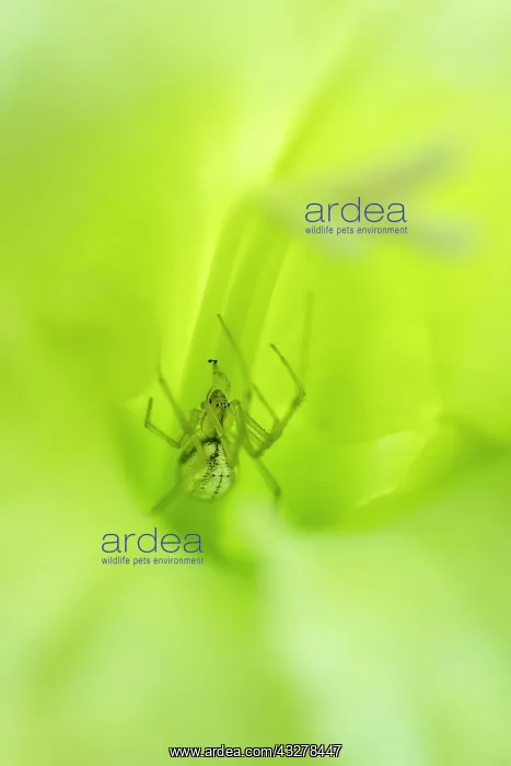 : Comb-footed Spider in green gladiolus flower - Norfolk : Comb-footed Spider in green gladiolus flower - Norfolk