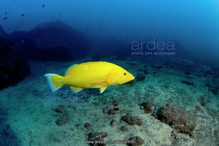 : Comb Grouper - rare yellow exemplary Madeira Island Portugal : Comb Grouper - rare yellow exemplary Madeira Island Portugal