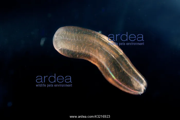  : Comb jelly (Beroe cucumis). Zooplankton. Pelagic
