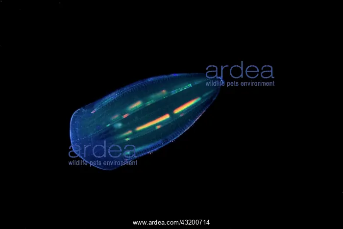  : Comb jelly (Beroe forskalii). Zooplankton. Pelagic