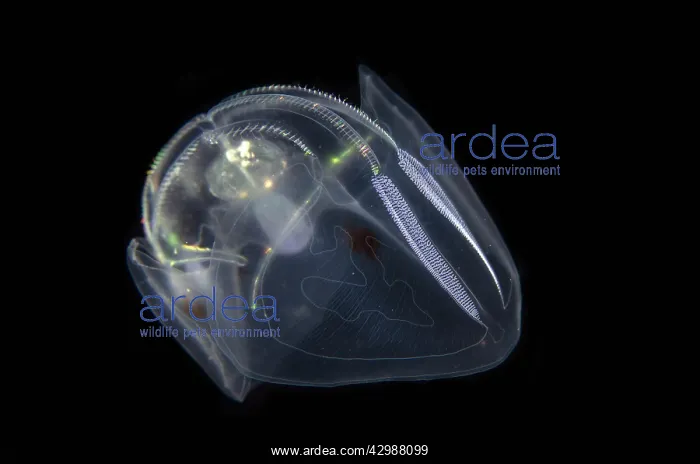 : Comb Jelly - Blackwater night dive, Seraya, Karangasem : Comb Jelly - Blackwater night dive, Seraya, Karangasem