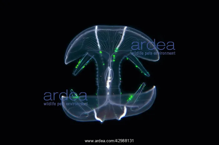 : Comb Jelly - Blackwater night dive, Seraya, Karangasem : Comb Jelly - Blackwater night dive, Seraya, Karangasem