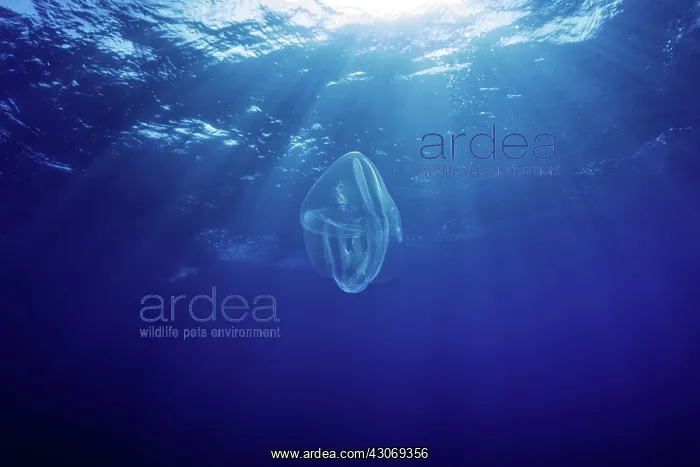 : Comb jelly (Ctenophora), Roca Partida close to San : Comb jelly (Ctenophora), Roca Partida close to San