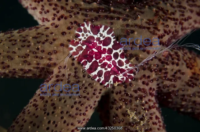 : Comb Jelly - on Luzon Sea Star (Echinaster luzonicus) : Comb Jelly - on Luzon Sea Star (Echinaster luzonicus)