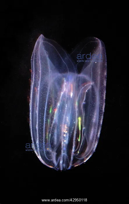 : Comb Jelly - marine plankton : Comb Jelly - marine plankton