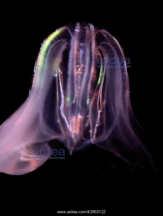 : Comb Jelly - marine plankton : Comb Jelly - marine plankton