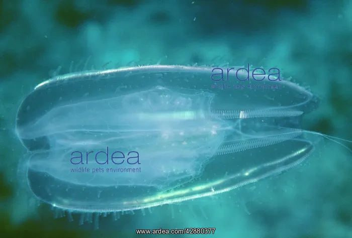 : COMB JELLYFISH : COMB JELLYFISH