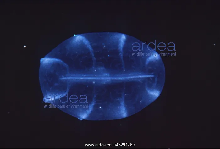 : Comb JELLYFISH / Sea Gooseberry : Comb JELLYFISH / Sea Gooseberry