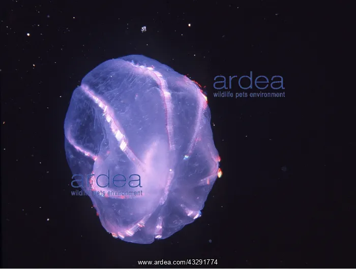 : Comb JELLYFISH / Sea Gooseberry : Comb JELLYFISH / Sea Gooseberry