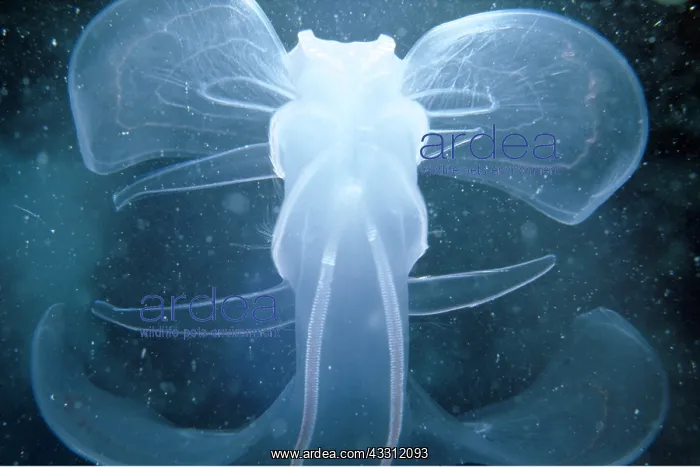 : Comb JELLYFISH / Sea Gooseberry - Anal view : Comb JELLYFISH / Sea Gooseberry - Anal view
