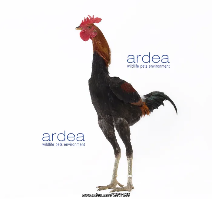  : Combattant Chicken Cockerel  /  Rooster
