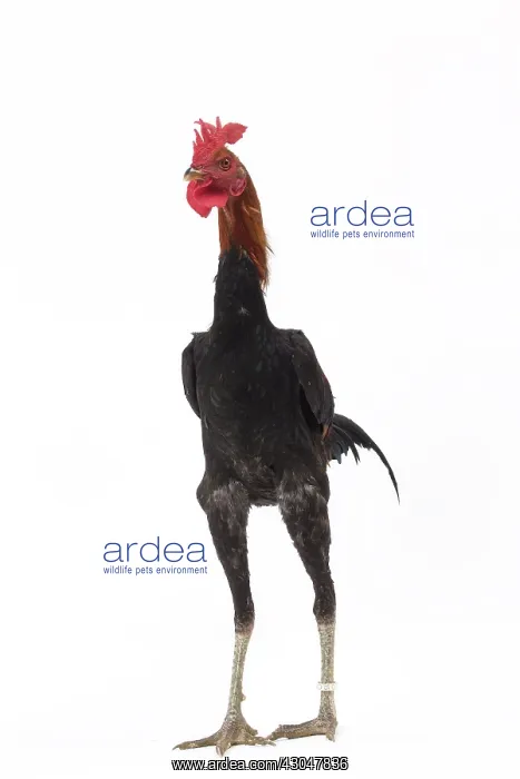  : Combattant Chicken Cockerel  /  Rooster