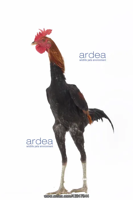  : Combattant Chicken Cockerel  /  Rooster