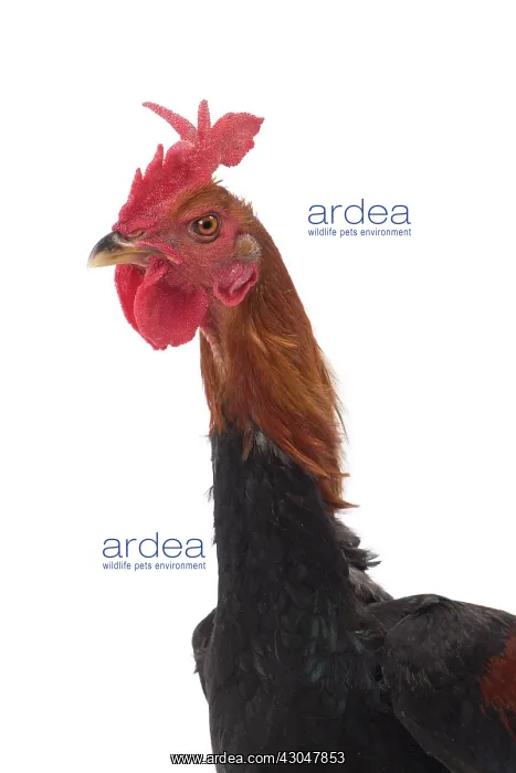  : Combattant Chicken Cockerel  /  Rooster