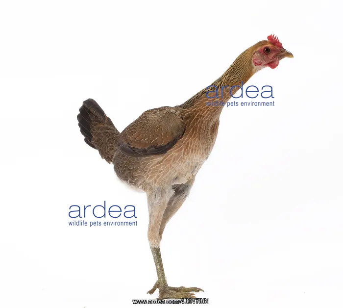  : Combattant Chicken hen