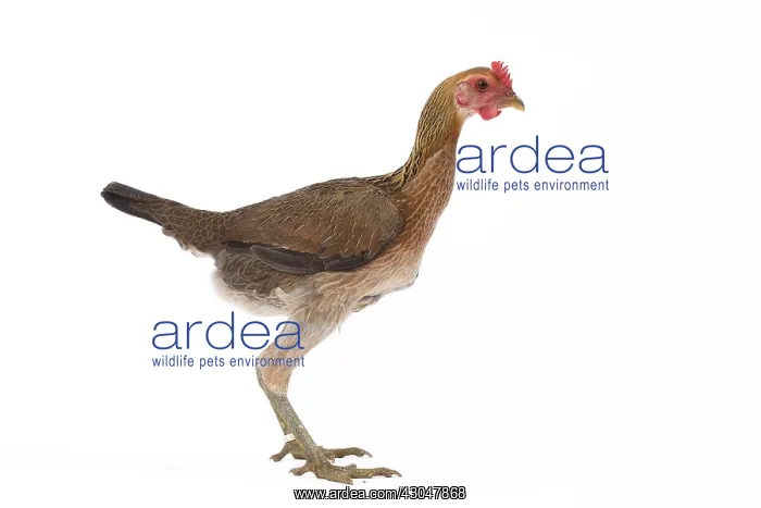  : Combattant Chicken hen