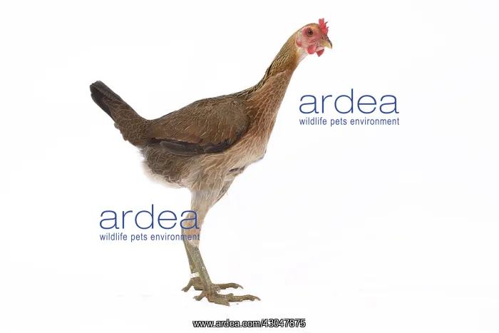 : Combattant Chicken hen : Combattant Chicken hen