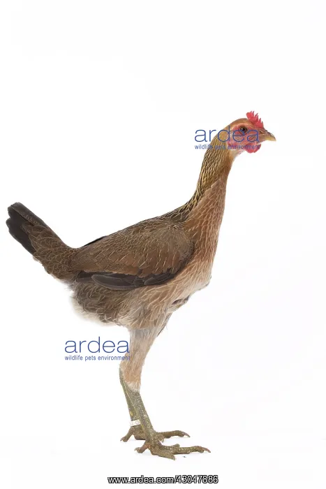 : Combattant Chicken hen : Combattant Chicken hen