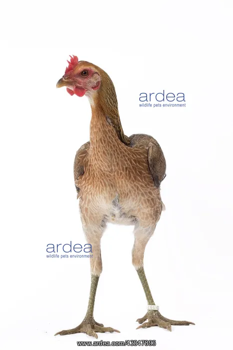 : Combattant Chicken hen : Combattant Chicken hen
