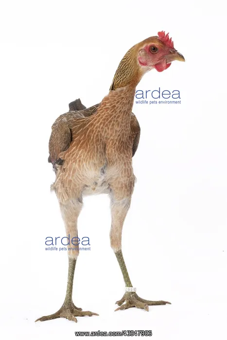 : Combattant Chicken hen : Combattant Chicken hen