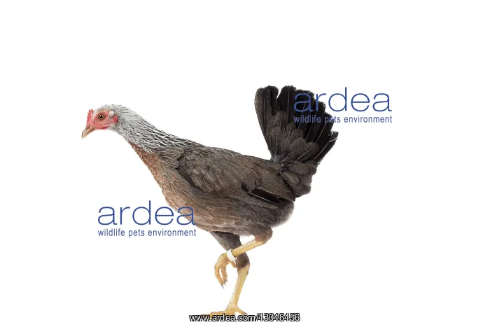 : Combattant du Nord Chicken hen : Combattant du Nord Chicken hen