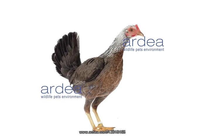 : Combattant du Nord Chicken hen : Combattant du Nord Chicken hen