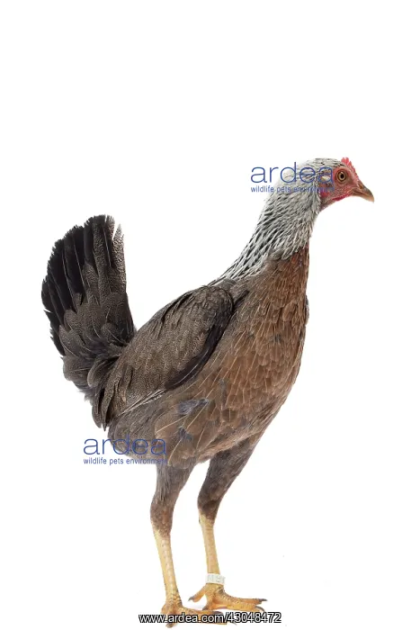  : Combattant du Nord Chicken hen