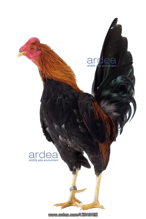  : Combattant du Nord Cockerel  /  Rooster