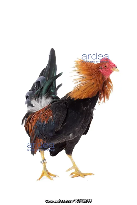  : Combattant du Nord Cockerel  /  Rooster