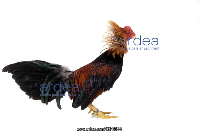  : Combattant du Nord Cockerel  /  Rooster