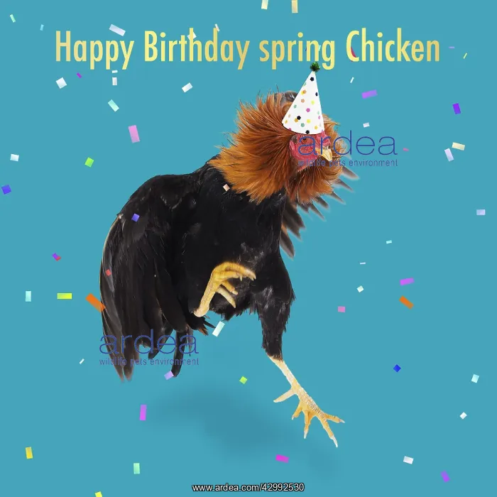 : Combattant du Nord - Cockerel / Rooster - jumping : Combattant du Nord - Cockerel / Rooster - jumping
