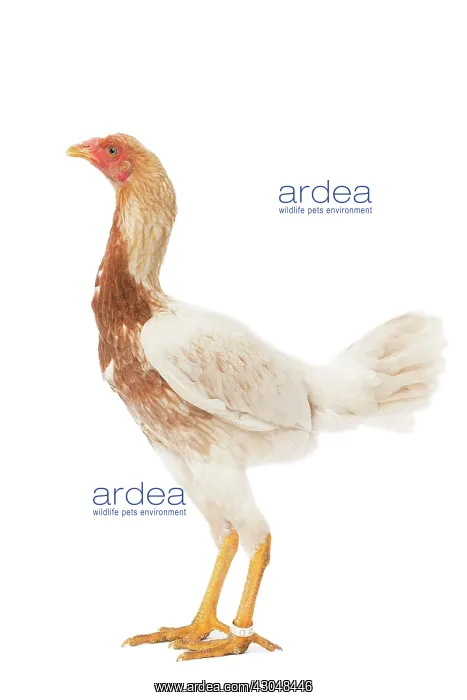 : Combattant du Palatinat Chicken hen : Combattant du Palatinat Chicken hen
